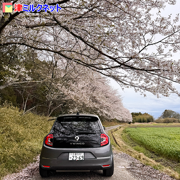 安濃町川西の桜スポット