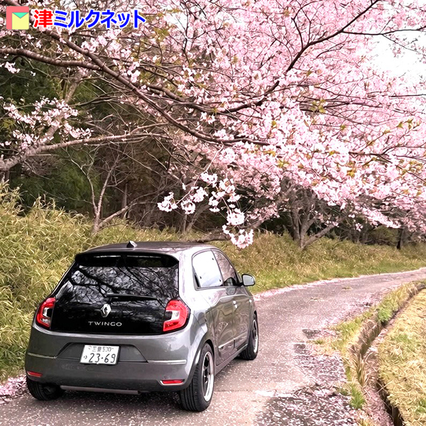 津市お花見スポット